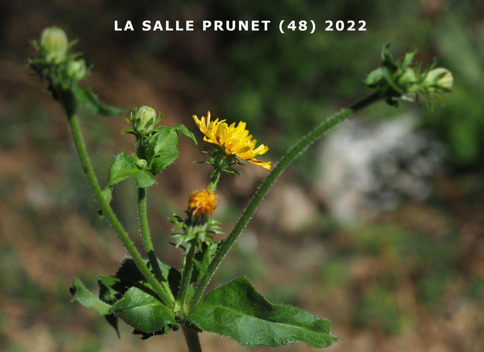 Oxtongue, Hawkweed